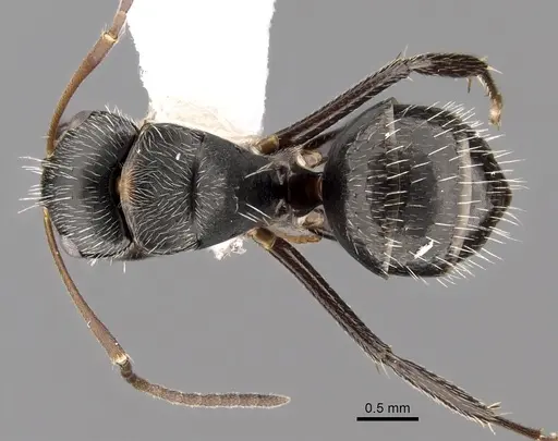 Camponotus burtoni specimen