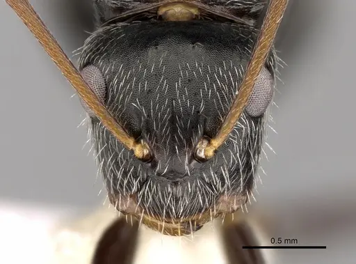 Camponotus burtoni specimen