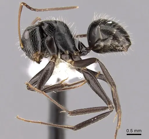 Camponotus burtoni specimen