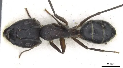 Camponotus buttikeri specimen