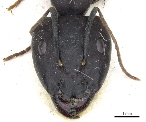Camponotus buttikeri specimen