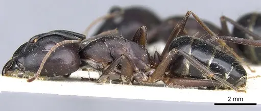 Camponotus buttikeri specimen