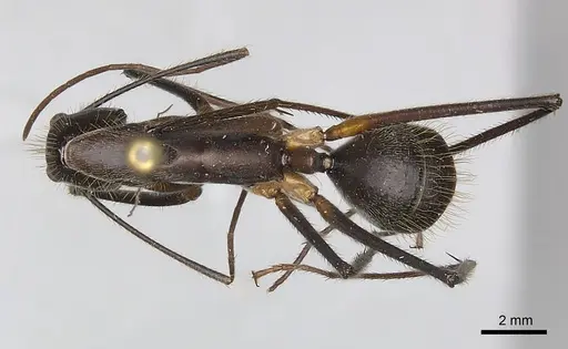 Camponotus cacicus specimen