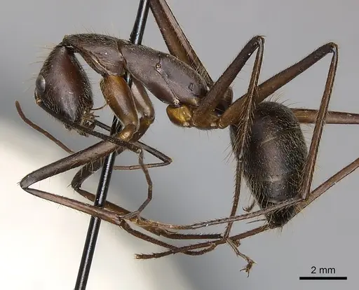 Camponotus cacicus specimen