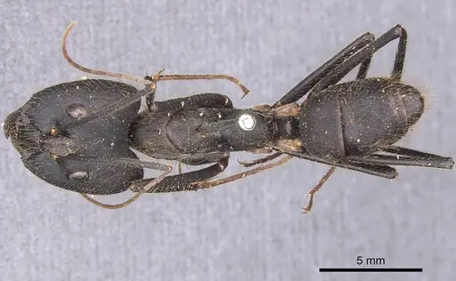 Camponotus cacicus - CASENT0905224