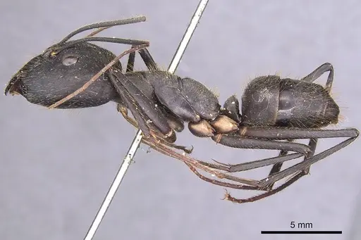 Camponotus cacicus - CASENT0905224
