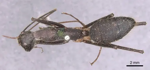 Camponotus cacicus - CASENT0905225