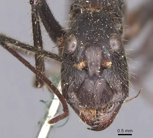 Camponotus cacicus - CASENT0905225