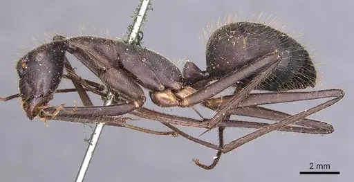 Camponotus cacicus - CASENT0905225