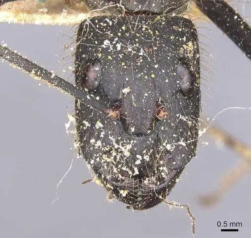 Camponotus cacicus - CASENT0911923