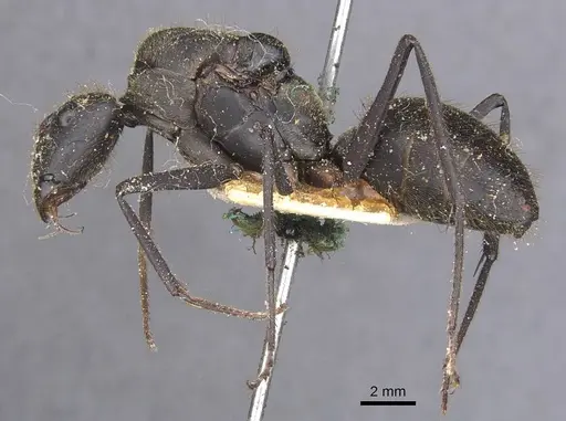 Camponotus cacicus - CASENT0911923