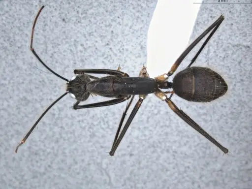 Camponotus cacicus - ECOFOG-GAL18-0281-03