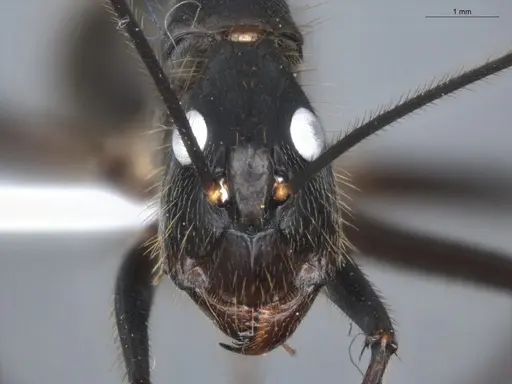 Camponotus cacicus - ECOFOG-GAL18-0281-03