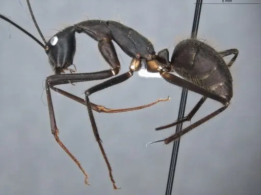 Camponotus cacicus - ECOFOG-GAL18-0281-03