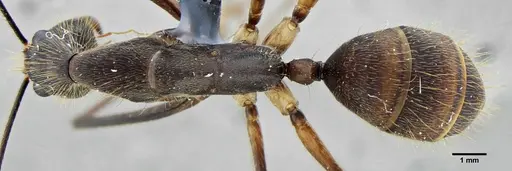 Camponotus cacicus - UFV-LABECOL-003824