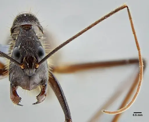 Camponotus cacicus - UFV-LABECOL-003824