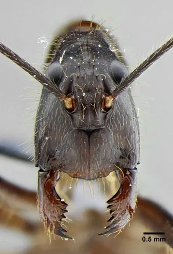 Camponotus cacicus - UFV-LABECOL-003824