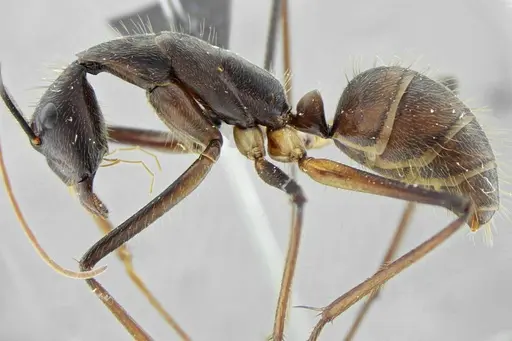 Camponotus cacicus - UFV-LABECOL-003824