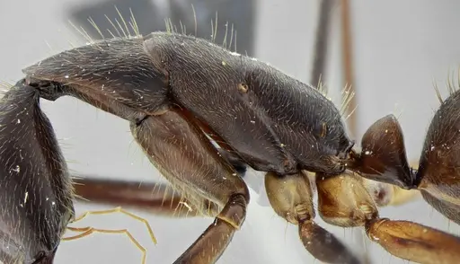 Camponotus cacicus - UFV-LABECOL-003824
