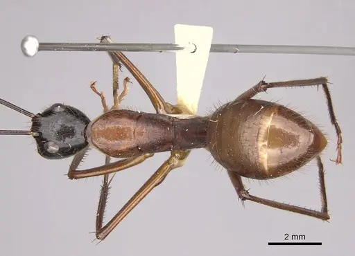 Camponotus caesar specimen