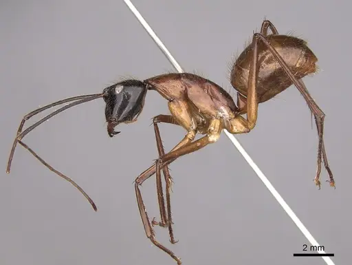 Camponotus caesar specimen