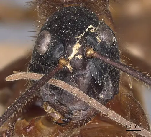 Camponotus caesar - CASENT0905187