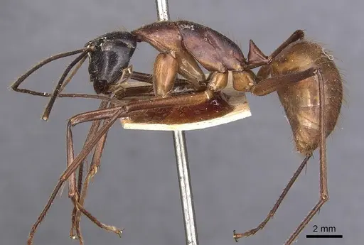 Camponotus caesar - CASENT0905187