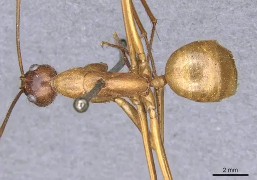 Camponotus caesar - CASENT0909948