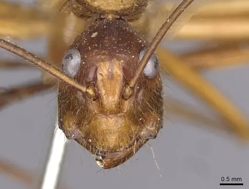 Camponotus caesar - CASENT0909948
