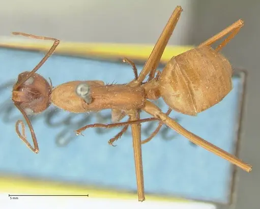 Camponotus caesar - FOCOL2346