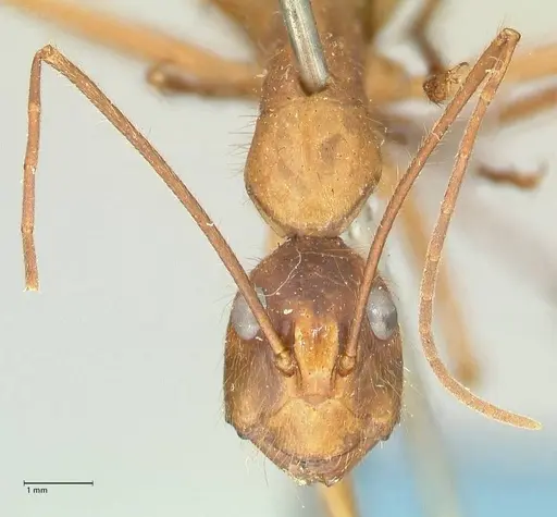 Camponotus caesar - FOCOL2346