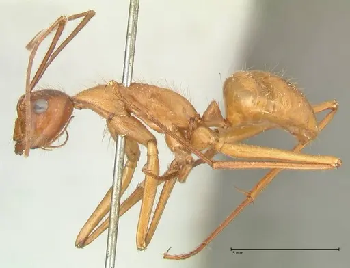 Camponotus caesar - FOCOL2346