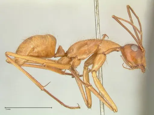 Camponotus caesar - FOCOL2346