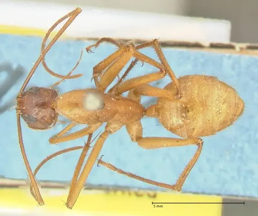 Camponotus caesar - FOCOL2347