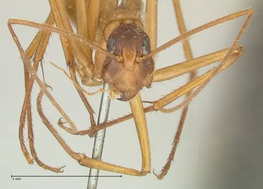 Camponotus caesar - FOCOL2347