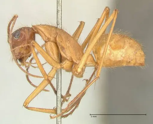 Camponotus caesar - FOCOL2347