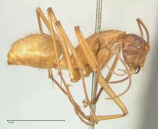 Camponotus caesar - FOCOL2347