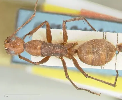 Camponotus caesar - FOCOL2349