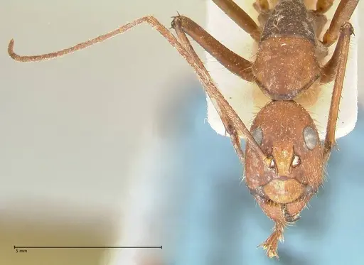 Camponotus caesar - FOCOL2349