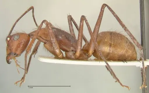 Camponotus caesar - FOCOL2349