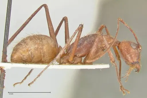 Camponotus caesar - FOCOL2349