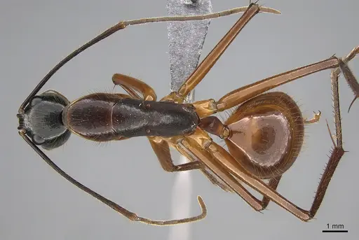 Camponotus caesar - RBINS-ET00220