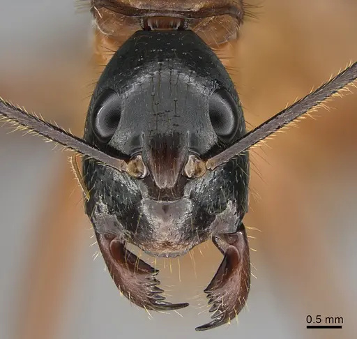 Camponotus caesar - RBINS-ET00220
