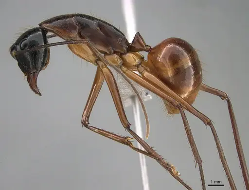 Camponotus caesar - RBINS-ET00220