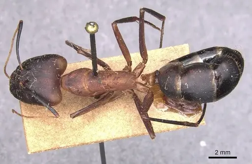 Camponotus caffer specimen