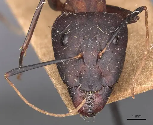 Camponotus caffer specimen