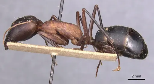 Camponotus caffer specimen