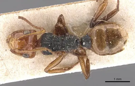 Camponotus callistus specimen