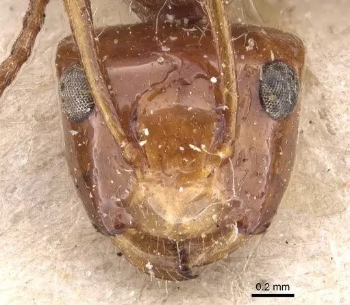 Camponotus callistus specimen