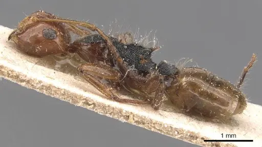 Camponotus callistus specimen